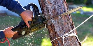 Delafield, WI Tree Care Company