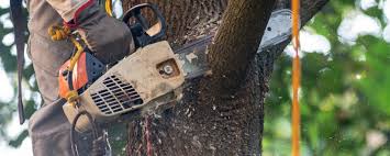 Best Stump Grinding and Removal  in Delafield, WI