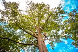 Mulching Services in Delafield, WI