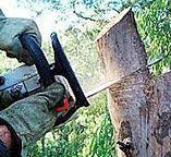 Best Fruit Tree Pruning  in Delafield, WI