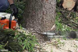 Seasonal Cleanup (Spring/Fall) in Delafield, WI