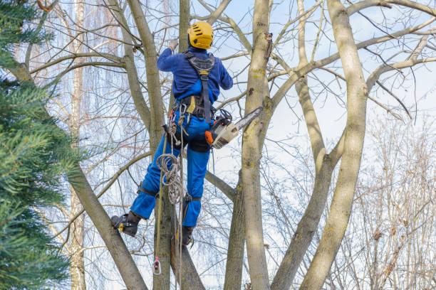 Best Lawn Maintenance Plans  in Delafield, WI