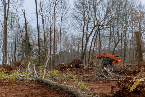 Best Tree Trimming and Pruning  in Delafield, WI