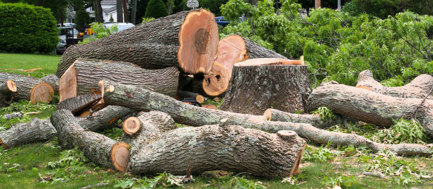 Best Tree Cabling and Bracing  in Delafield, WI