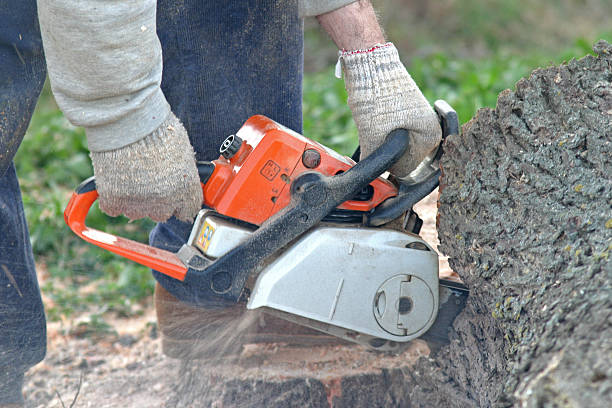 Best Firewood Processing and Delivery  in Delafield, WI