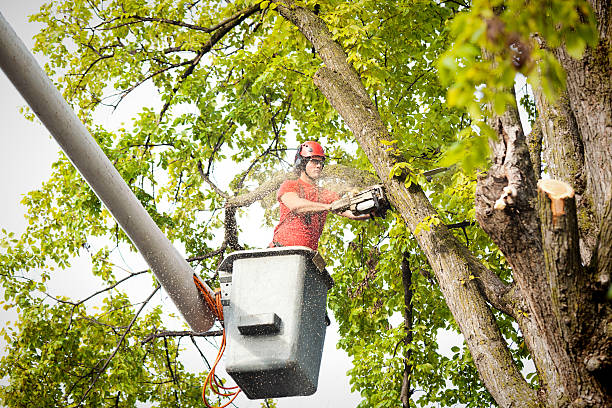 Best Tree Preservation Services  in Delafield, WI