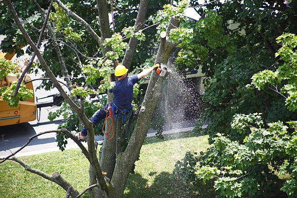 Best Leaf Removal  in Delafield, WI